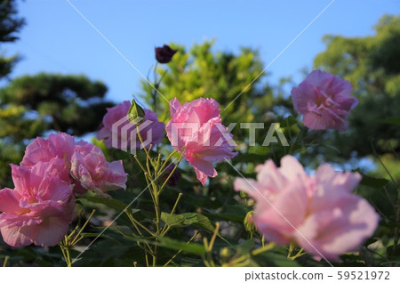 末吾鶴舞公園 末吾鶴舞公園 59521972