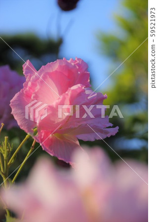 末吾鶴舞公園 末吾鶴舞公園 59521973