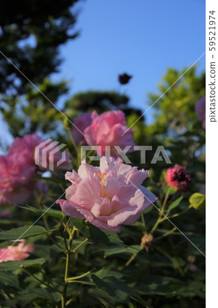 末吾鶴舞公園 59521974