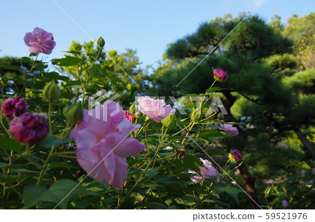 末吾鶴舞公園 末吾鶴舞公園 59521976