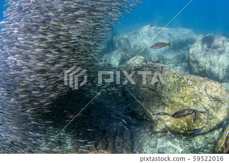 cormorant while fishing underwater in bait ball cormorant while fishing underwater in bait ball 59522016