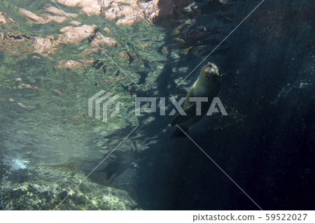 sea lion seal underwater while diving galapagos 59522027