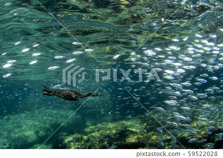 cormorant while fishing underwater in bait ball 59522028