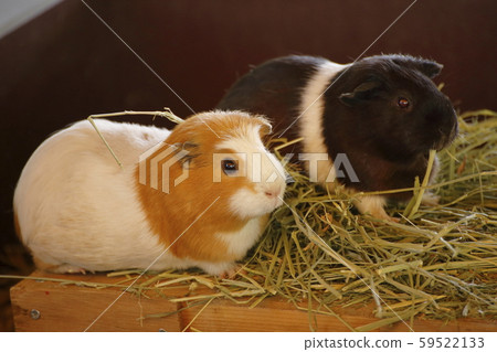 Omuta City Omuta Zoo Guinea Pig Omuta City Omuta Zoo Guinea Pig 59522133
