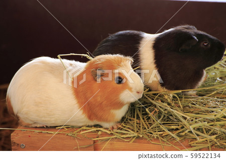 Omuta City Omuta Zoo Guinea Pig Omuta City Omuta Zoo Guinea Pig 59522134