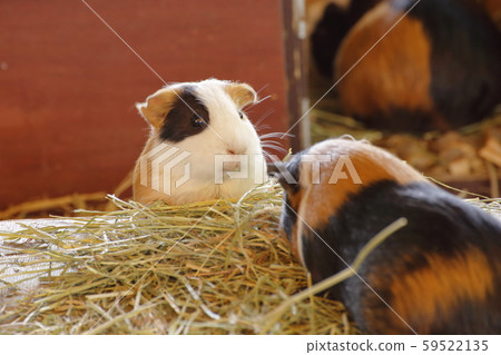 大牟田市大牟田動物園豚鼠 59522135