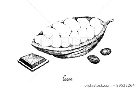 Hand Drawn of Cacao Fruits on Tree Bunch 59522264