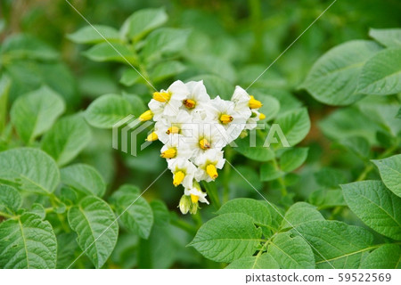 可愛的馬鈴薯花 可愛的馬鈴薯花 59522569
