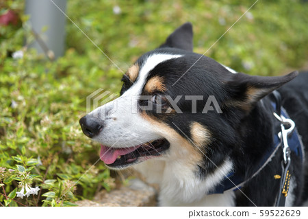 黑色柯基犬面對10 59522629