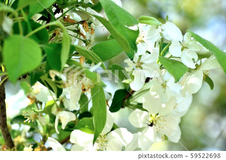 三海堂白花了 三海堂白花了 59522698