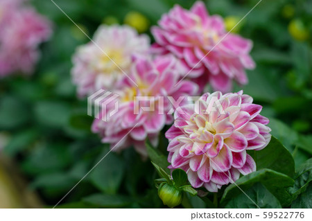 Beautiful pink chrysanthemums blooming in garden,Thailand Beautiful pink chrysanthemums blooming in garden,Thailand 59522776