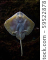 Small funny ray fish behind the glass of the 59522878