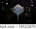 Small funny ray fish behind the glass of the 59522879