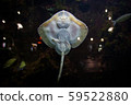 Small funny ray fish behind the glass of the 59522880