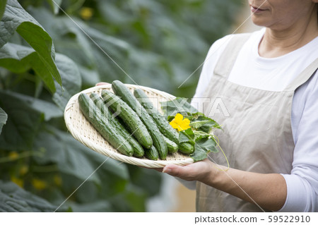 Cucumber Harvest Cucumber Harvest 59522910