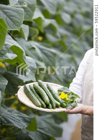 Cucumber Harvest 59522911