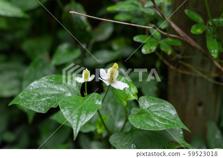 Dokudami花 59523018