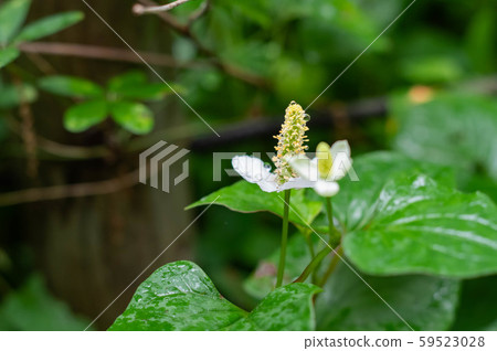 Dokudami花 59523028