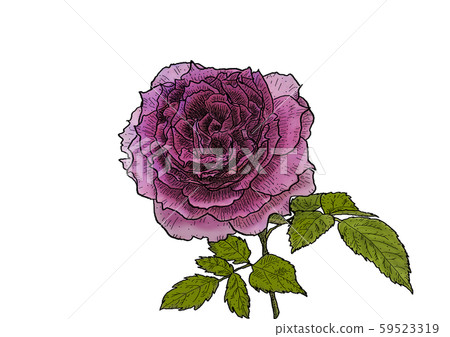 Rose sheerazard Rose sheerazard 59523319