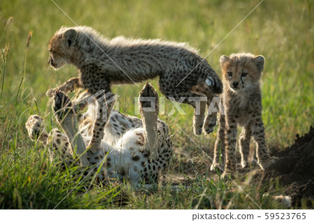 Cub jumps over cheetah mother beside sibling Cub jumps over cheetah mother beside sibling 59523765