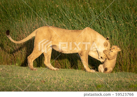 Cub grabs head of lioness in grass Cub grabs head of lioness in grass 59523766