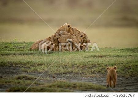Cub approaches lioness lying covered in cubs Cub approaches lioness lying covered in cubs 59523767