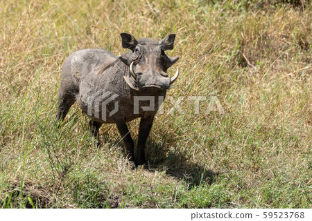 Common warthog stands watching camera in long Common warthog stands watching camera in long 59523768