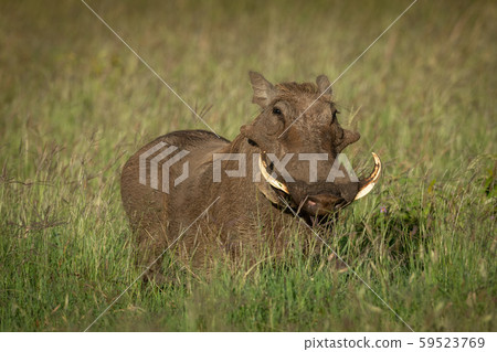 Common warthog stands watching camera in grass Common warthog stands watching camera in grass 59523769