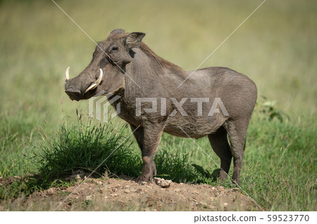 Common warthog stands on mound in profile 59523770