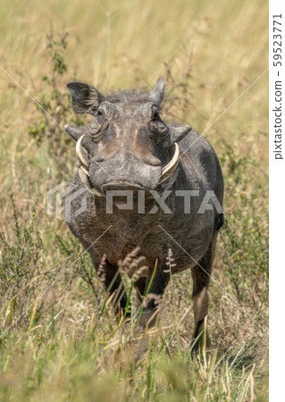 Common warthog stands in long grass eyeing camera 59523771