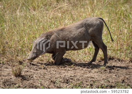 Common warthog grazes kneeling in sunlit grass Common warthog grazes kneeling in sunlit grass 59523782