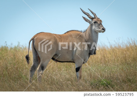 Common eland stands in grass turning head Common eland stands in grass turning head 59523795