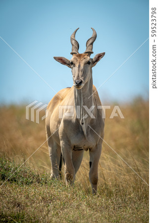 Common eland stands in grass facing camera Common eland stands in grass facing camera 59523798