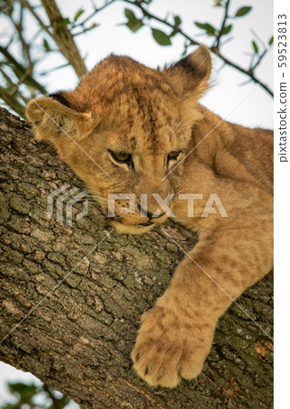 Close-up of young lion cub in tree Close-up of young lion cub in tree 59523813