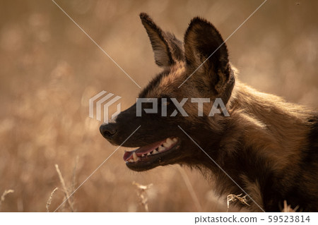 Close-up of wild dog standing in profile Close-up of wild dog standing in profile 59523814