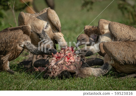 Close-up of white-backed vultures feeding on 59523816