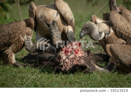 Close-up of white-backed vultures chewing on kill 59523819