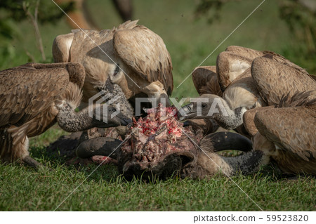 Close-up of white-backed vultures chewing on 59523820