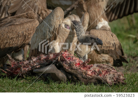 Close-up of white-backed vulture standing by 59523823
