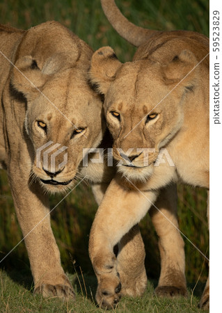 Close-up of two lionesses walking on grass 59523829