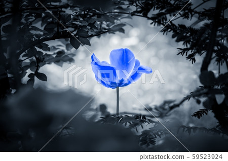 Blue tulip soul in black white for peace heal hope 59523924