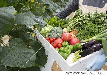 Vegetables 59524345