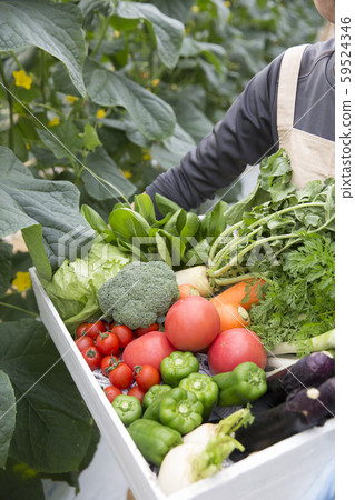 Vegetables 59524346