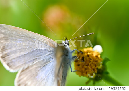 亮灰蝶 亮灰蝶 59524562