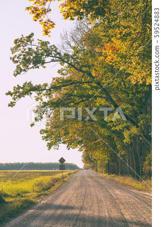 Dirt road with oaks in the fall Dirt road with oaks in the fall 59524883
