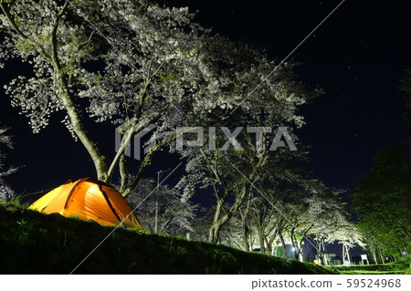 晚上在櫻花下露營 59524968