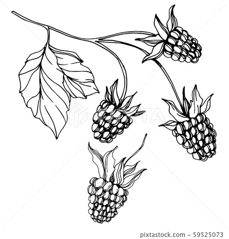 Vector Blackberry healthy food. Black and white engraved ink art. Isolated berry illustration 59525073