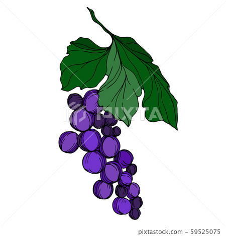 Vector Grape berry healthy food. Black and white engraved ink art. Isolated grape illustration 59525075