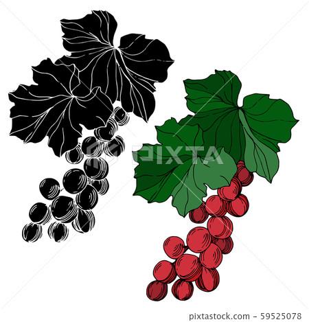 Vector Grape berry healthy food. Black and white engraved ink art. Isolated grape illustration Vector Grape berry healthy food. Black and white engraved ink art. Isolated grape illustration 59525078