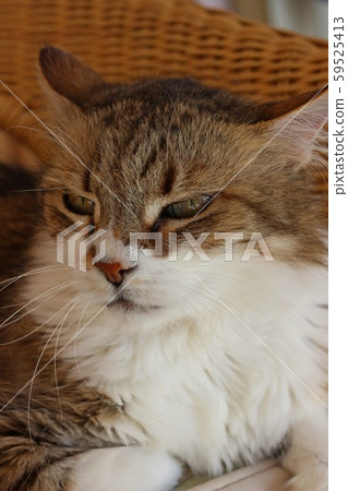 My sweet female old cat. My sweet female old cat. 59525413